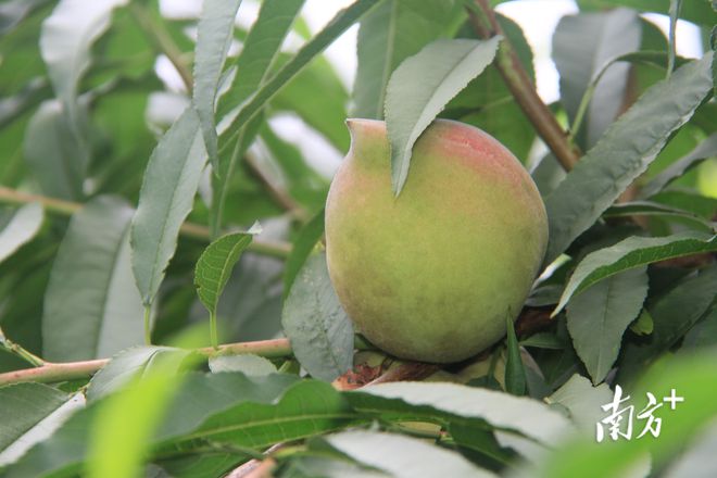 新澳门游戏尝一口夏日的清甜！梅州蕉岭县广福镇鹰嘴桃基地开园采摘(图3)