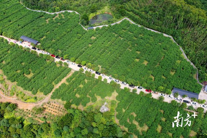 新澳门游戏尝一口夏日的清甜！梅州蕉岭县广福镇鹰嘴桃基地开园采摘(图1)