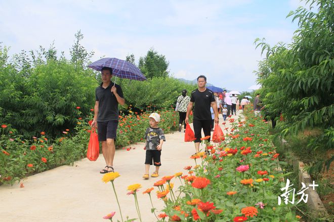 新澳门游戏尝一口夏日的清甜！梅州蕉岭县广福镇鹰嘴桃基地开园采摘(图4)