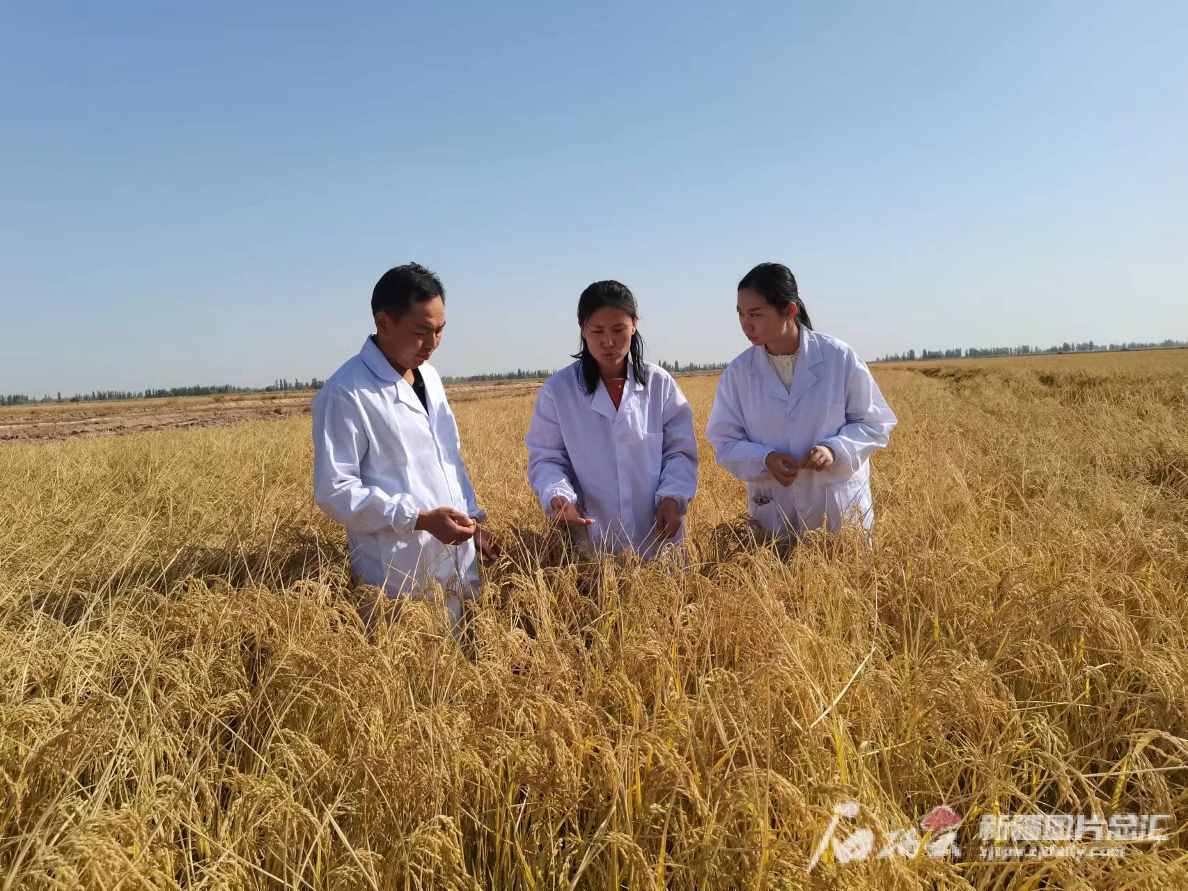 强化水土资源保障 挖掘粮食增产潜力——就新疆粮食生产两项指标全国第一访农业农村部(图4)