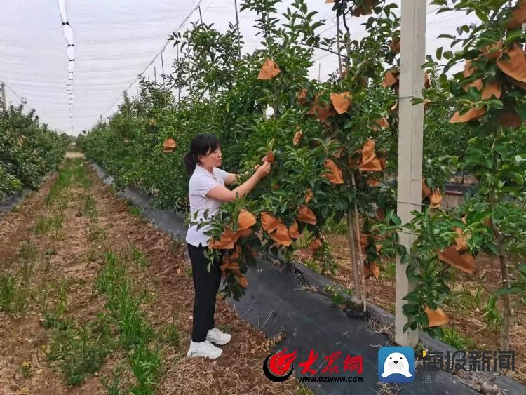 理论讲解+现场实操！诸城市南湖片区开展夏季果树管理技术培训(图2)