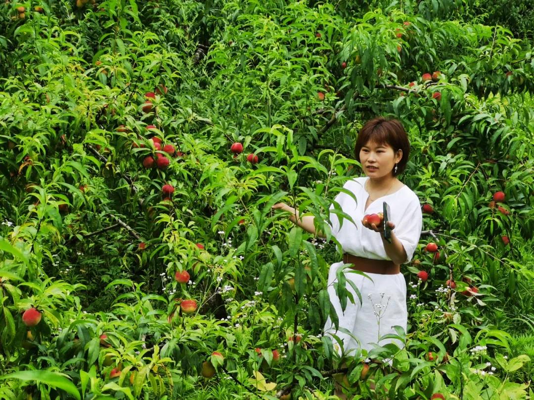 快来！这里有个水果采摘秘密基地！离十堰超近(图2)