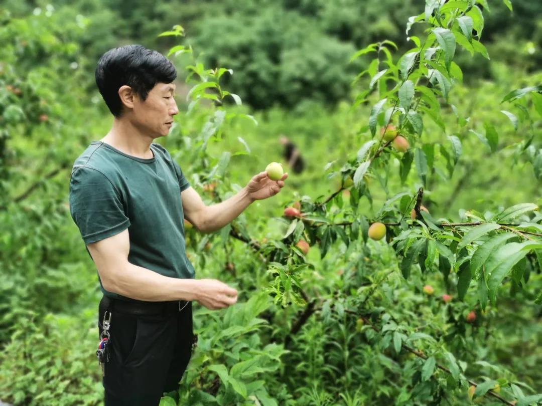 快来！这里有个水果采摘秘密基地！离十堰超近(图4)