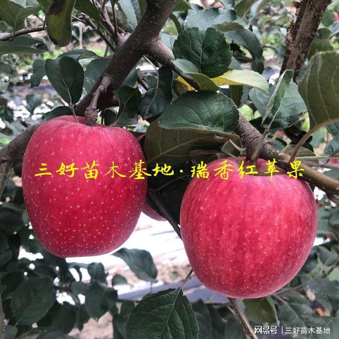 新澳门游戏瑞香红苹果品种介绍以及瑞香红苹果苗种植特点(图3)