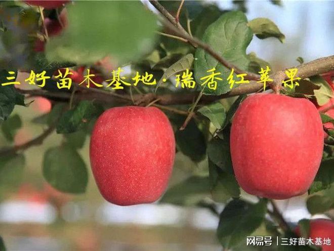 新澳门游戏瑞香红苹果品种介绍以及瑞香红苹果苗种植特点(图1)