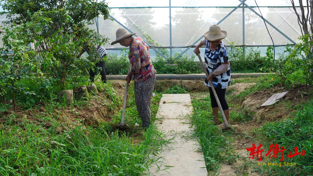 新澳门游戏衡阳衡山：种植“结葡萄的树” 村民走上致富路(图3)