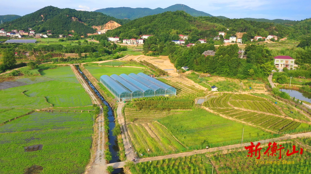 新澳门游戏衡阳衡山：种植“结葡萄的树” 村民走上致富路(图4)