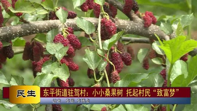 新澳门游戏网站入口这是什么果树？种植一年的时间收益翻番(图1)