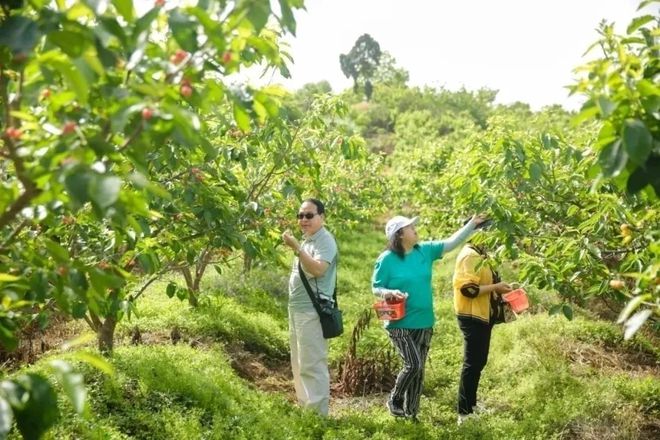 眉山“恩ter”熟啦！采摘地最全指南送给你(图1)