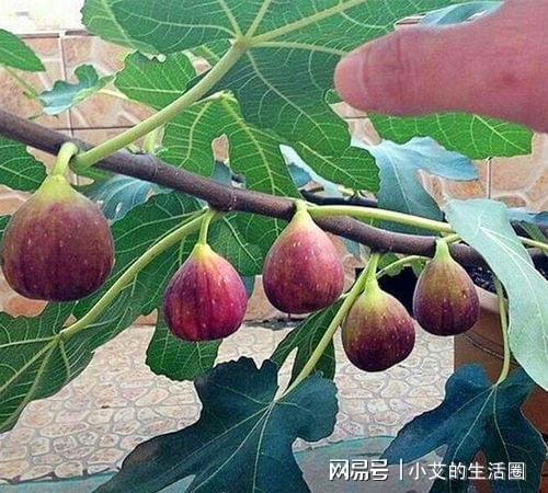 新澳门游戏无花果中的良种“波姬红”种植当年结果亩产收益高！(图4)