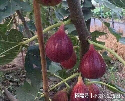 新澳门游戏无花果中的良种“波姬红”种植当年结果亩产收益高！(图1)