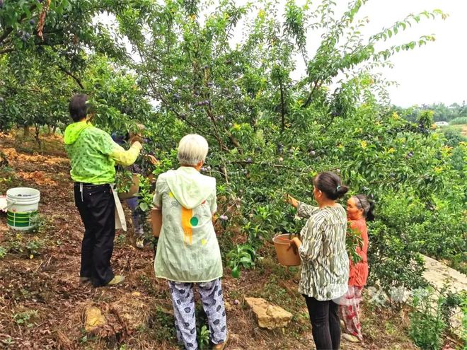 新澳门游戏网站入口不整虚的！内江脆李随便采价格都帮你问好了(图1)