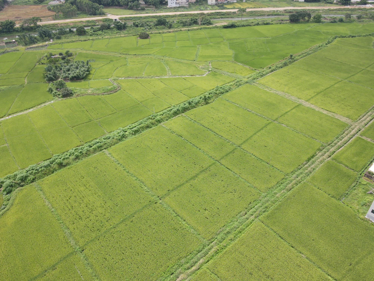 粤储粮集团：助力水稻规模化种植 大力度促进农民富裕富足(图1)