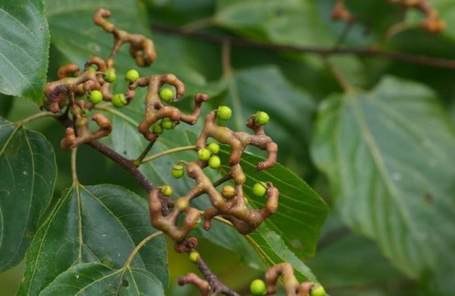 新澳门游戏农村有种野果树种植产量很高很多年轻人不认识它(图1)