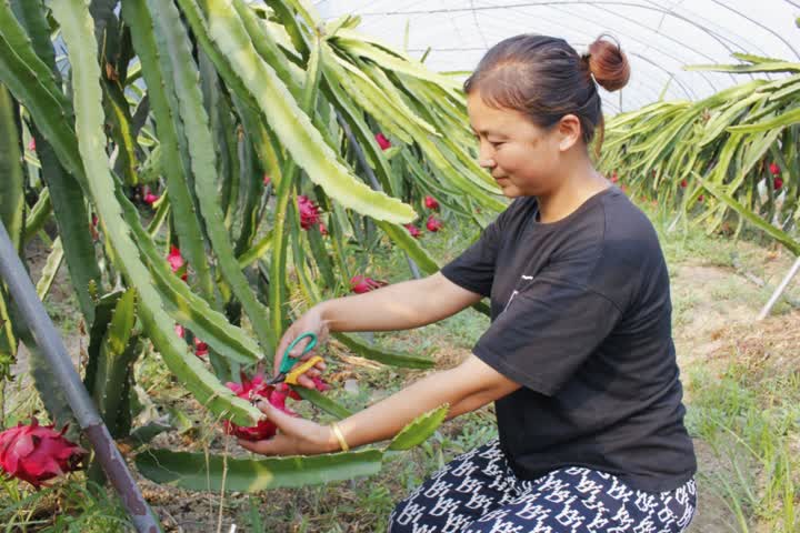 新澳门游戏网站入口江苏如皋：夏去秋来果味飘香 振兴路上“丰”景如画(图4)