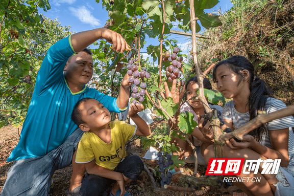 新澳门游戏组图丨湘西泸溪：葡萄飘香果真好(图2)