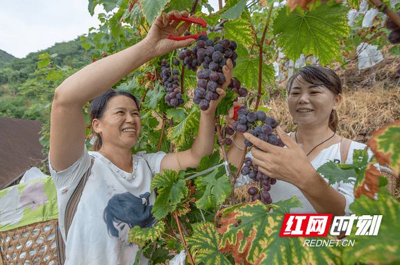 新澳门游戏组图丨湘西泸溪：葡萄飘香果真好(图1)