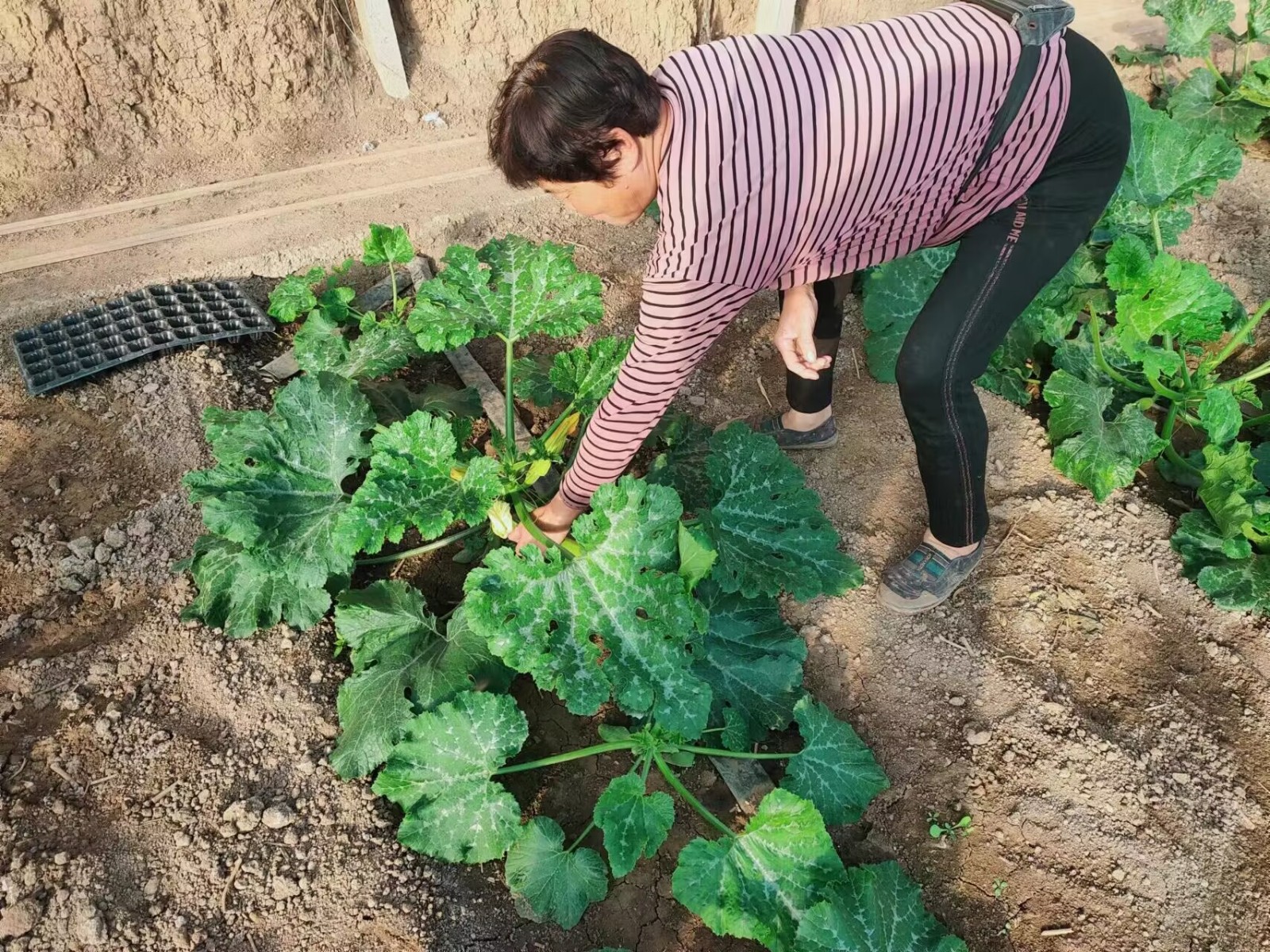 新澳门游戏网站入口潍坊青州：人勤不负好春光 田间地头农事忙(图3)