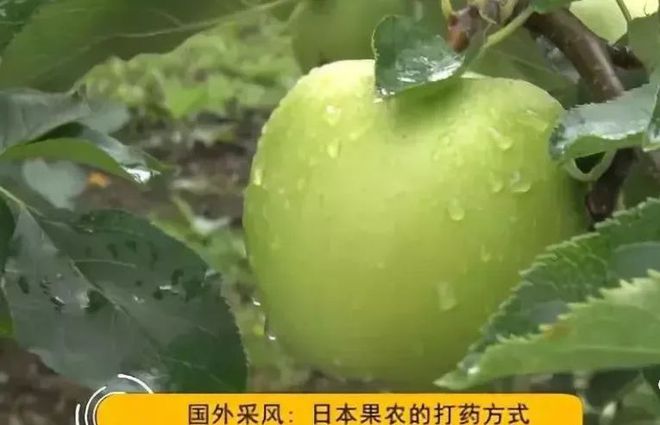 日本果农原来是这样给苹果树打药的！(图8)