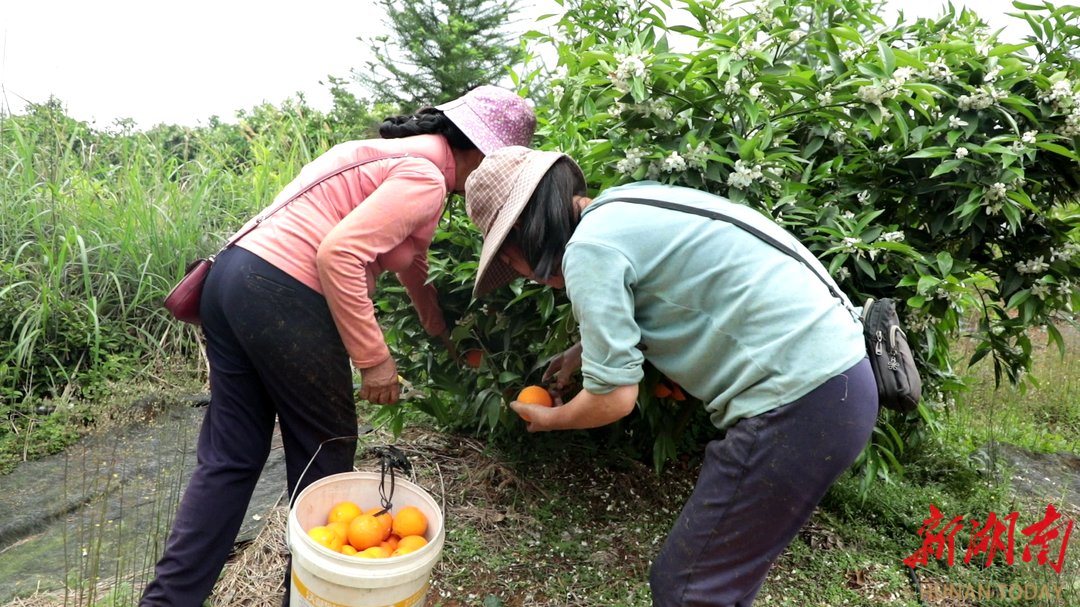 新澳门游戏网站入口江华小圩壮族乡十字村：香橙大丰收果园采摘忙(图1)