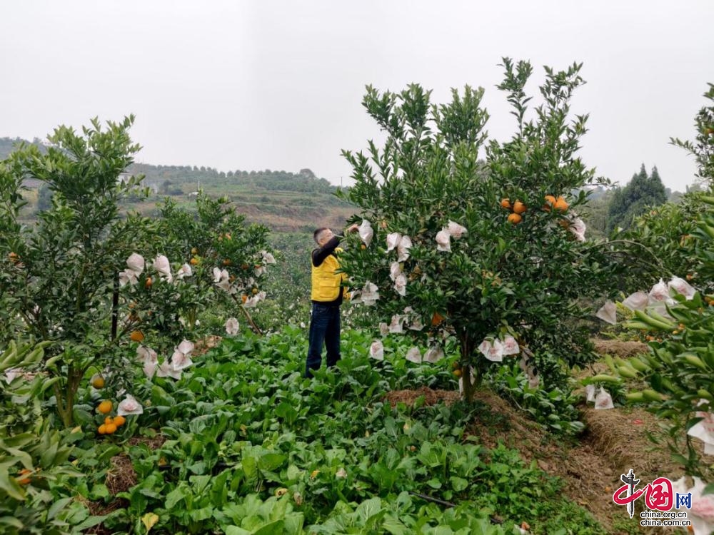 新澳门游戏网站入口助农采摘促增收！邮储银行江油市支行志愿服务进果园(图1)