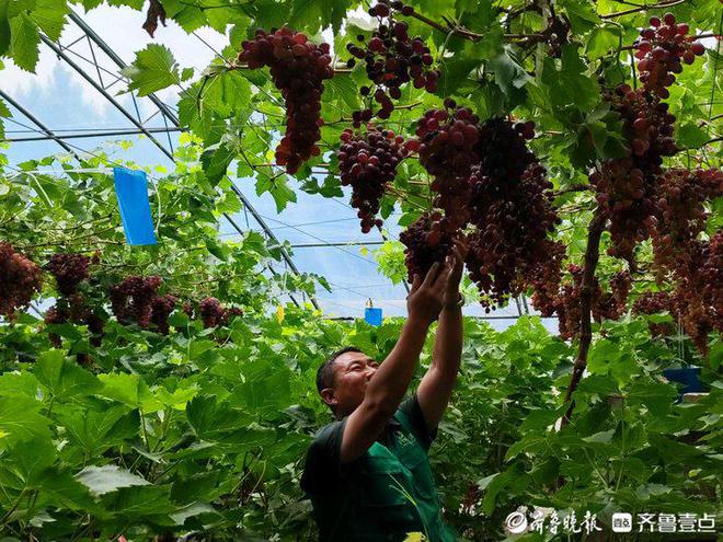 新澳门游戏冬吃草莓夏吃瓜济南这个采摘园一年四季不断茬(图1)