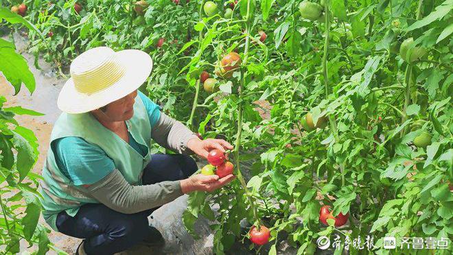 新澳门游戏冬吃草莓夏吃瓜济南这个采摘园一年四季不断茬(图2)