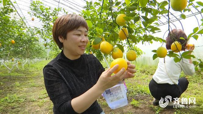 新澳门游戏网站入口柠檬、西柚、嘉宝果这都有！潍坊最大的南果北繁园区成了乡村采摘乐(图1)