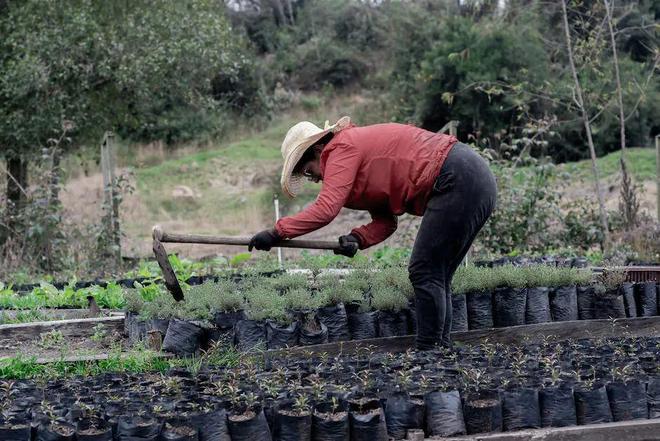 新澳门游戏农业种植致富项目推荐(图4)