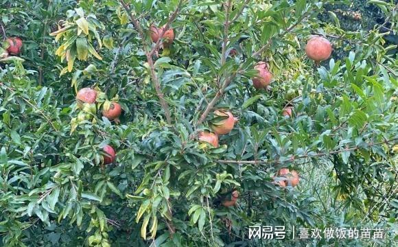 新澳门游戏4种树“旺家旺子孙”适合庭院栽种门口种一棵能“镇宅”(图1)