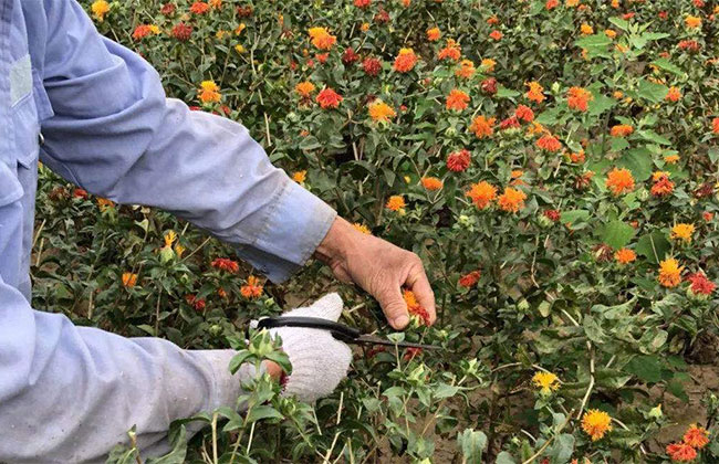 新澳门游戏农村种植什么能致富？农村种植致富20个好项目(图2)