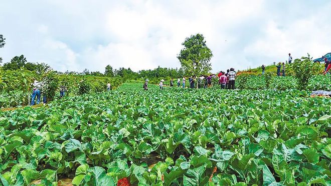 新澳门游戏2020年种植什么能赚钱？这4个前景好、风险低的小资项目可作参考(图1)