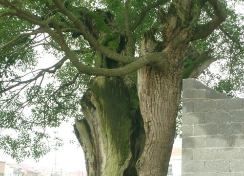 十大名贵风景树(图1)