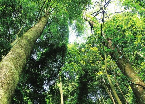 十大名贵风景树(图10)