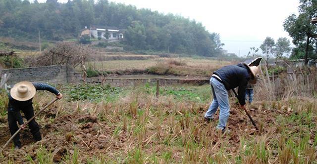 新澳门游戏网站入口农村植树造林给补助吗？补贴标准是什么？符合条件的农民都可领取(图2)