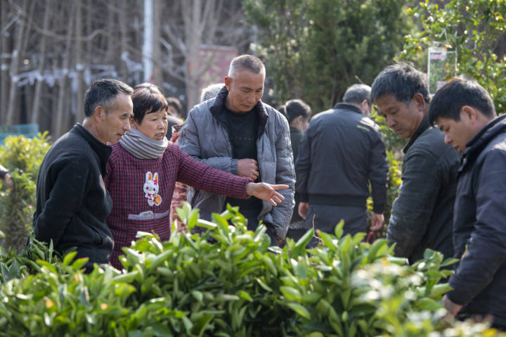 新澳门游戏网站入口销售额已达12亿元！省内最大苗木交易市场 开春交易红火(图2)