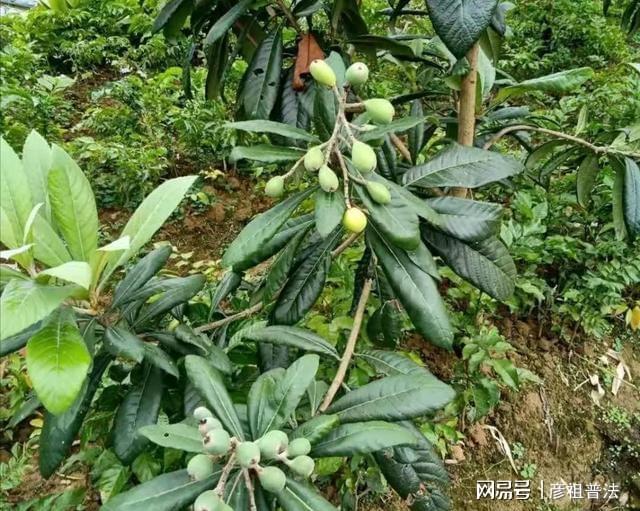 新澳门游戏枇杷种植丰产技术：为什么别人的枇杷早开花又产量高？原因在这里(图2)