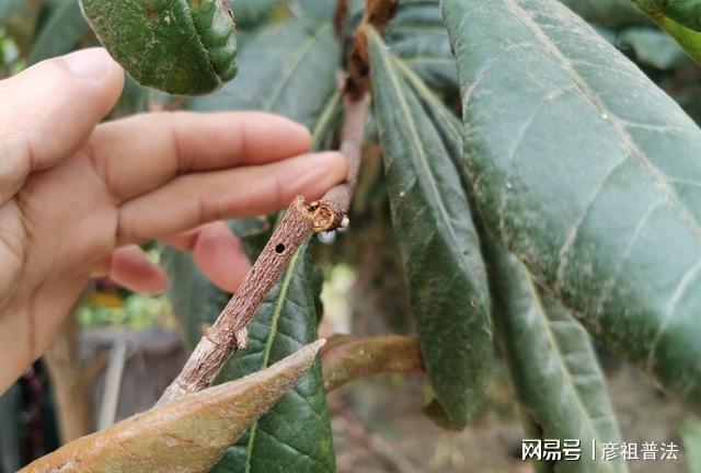 新澳门游戏枇杷种植丰产技术：为什么别人的枇杷早开花又产量高？原因在这里(图5)