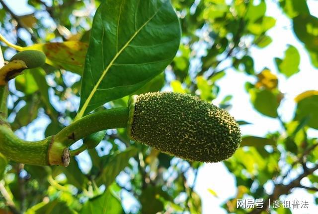 种植的菠萝蜜挂果都成熟了为什么一直没看见开花呢？我来告诉你(图2)