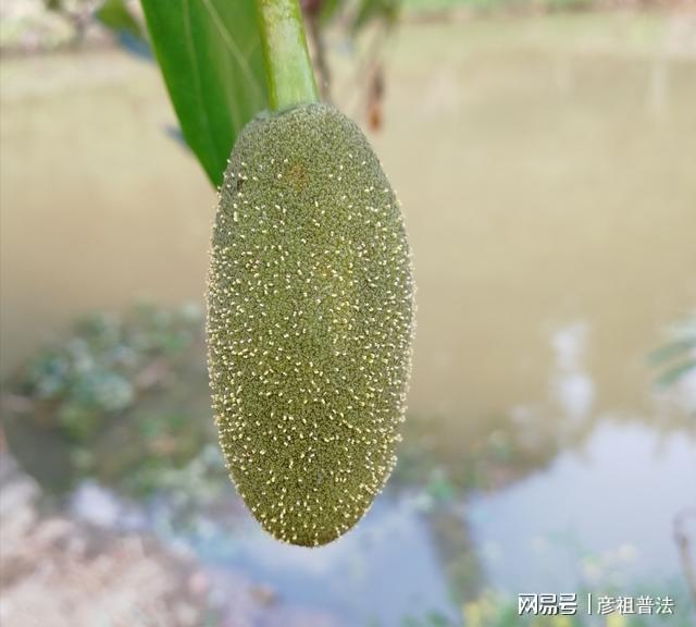 种植的菠萝蜜挂果都成熟了为什么一直没看见开花呢？我来告诉你(图4)