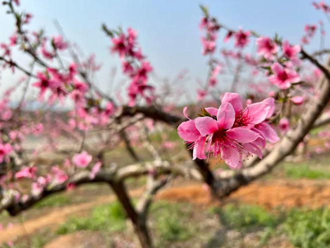 韶关市浈江区千亩桃花盛开 游客纷纷前来赏花观景(图1)