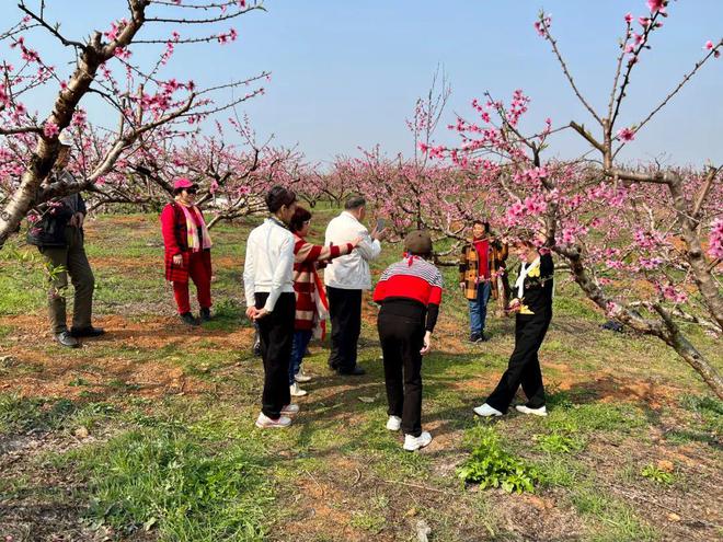 韶关市浈江区千亩桃花盛开 游客纷纷前来赏花观景(图2)