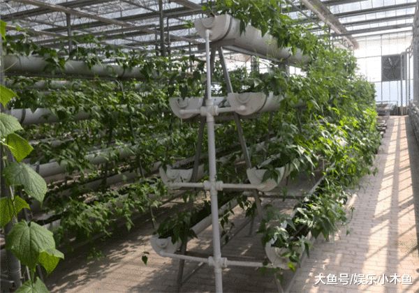 新澳门游戏网站入口无土种植听起来那么不靠谱却能够年入千万！(图1)