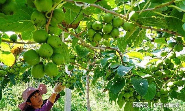 种植几棵软枣果树比普通水果好吃产量大市场前景好(图8)