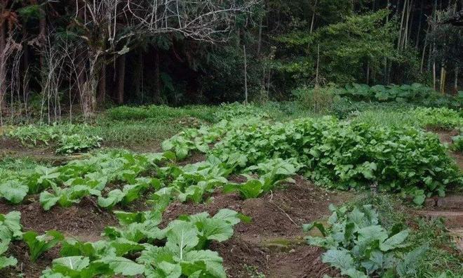 春分过后农村菜园子种植这些“懒人菜”种植简单收获满满(图2)