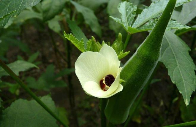 春分过后农村菜园子种植这些“懒人菜”种植简单收获满满(图5)