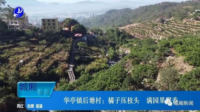 华亭镇后塘村：橘子压枝头 满园果飘香(图1)