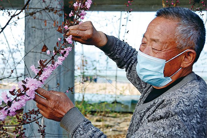 新澳门游戏果树花开香满园 温室大棚春意浓(图1)