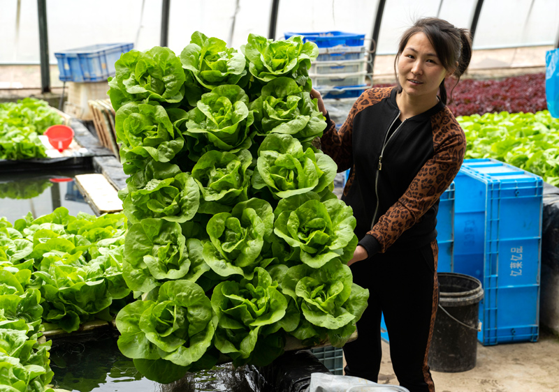 河北永清：发展绿色蔬菜种植 保障京津“菜篮子”供应(图6)