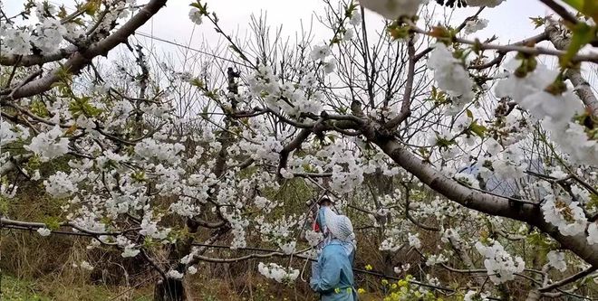 麦积四季：春花夏果 秋收冬制(图)(图2)